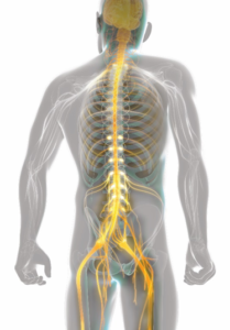 DORSAL ROOT GANGLION